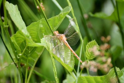 Réf. 337 517 : Orthetrum coerulescens